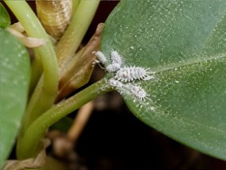 Мучнистый червец