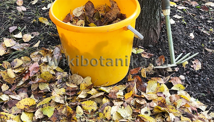 Мульчирование приствольных кругов