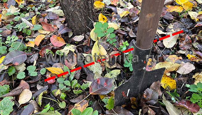 Неправильная перекопка приствольных кругов