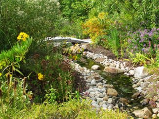 Неприхотливые цветы для влажных участков и почв