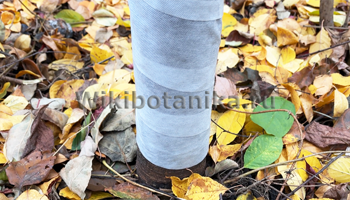 Обмотка деревьев на зиму