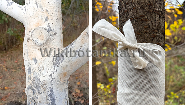 Обмотка или побелка деревьев