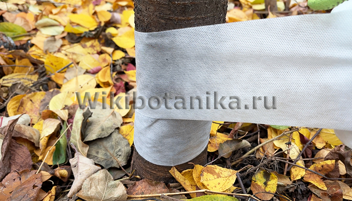 Обмотка стволов деревьев. Шаг 1