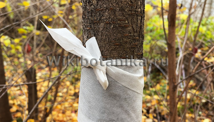 Обмотка стволов деревьев. Шаг 4