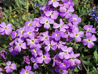 Обриета – посадка и уход. Виды и сорта почвопокровника | WikiBotanika.ru