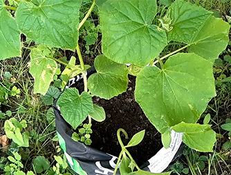 Как вырастить огурцы в мешке