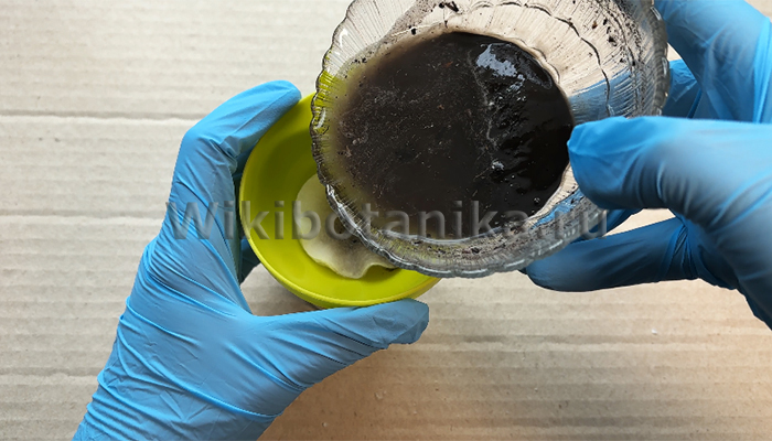 Шаг 3 Определение кислотности почвы в домашних условиях