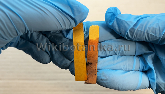 Определение кислотности почвы дома и сравнение результатов