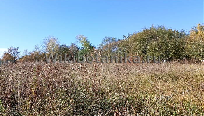 Определение кислотности почвы по сорнякам