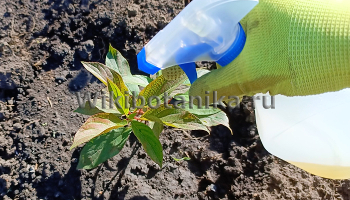 Опрыскивание растений керосином