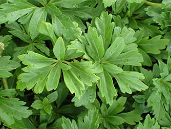 Пахизандра