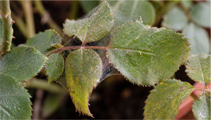 Паутинный клещ