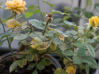 Паутинный клещ