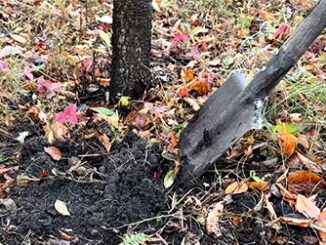 Приствольные круги осенью