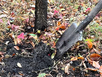 Приствольные круги осенью