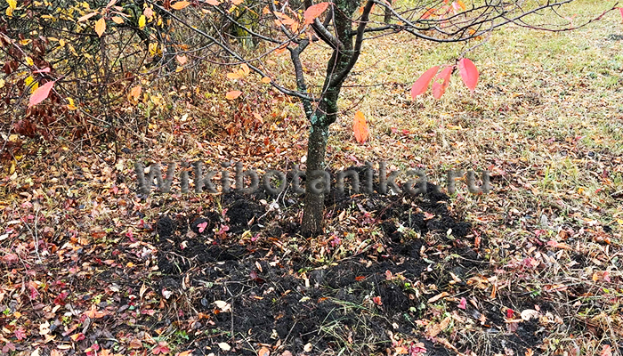 Перекопка приствольных кругов осенью