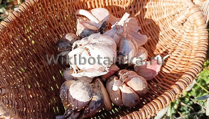 Плюсы и минусы высадки озимого чеснока осенью