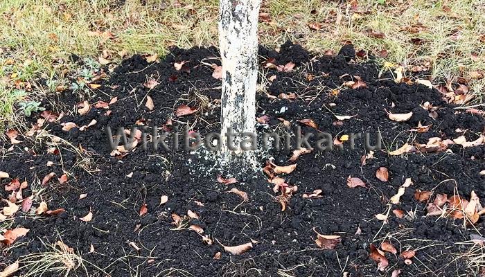 Плюсы осенней перекопки приствольных кругов