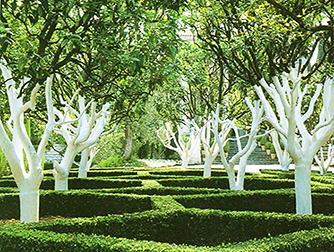 Вред побелки деревьев