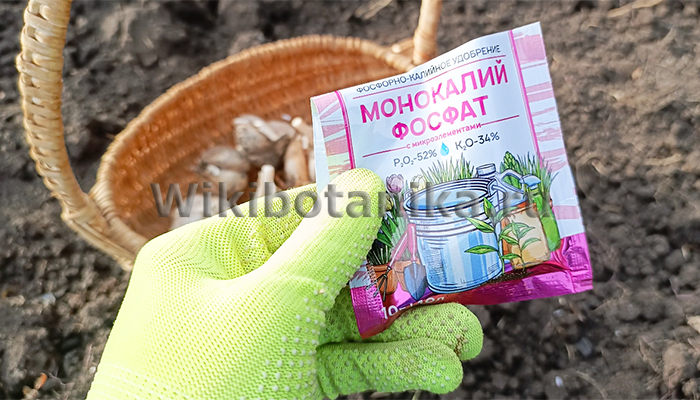Подготовка грядки для озимого чеснока