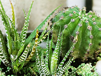 Полив кактусов