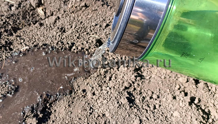 Полив кипятком весной