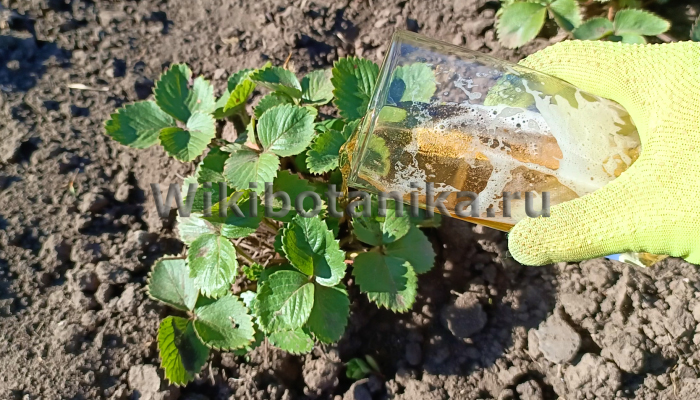 Полив растений пивом или дрожжами