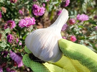 Посадка озимого чеснока