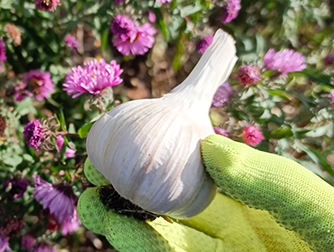 Посадка озимого чеснока