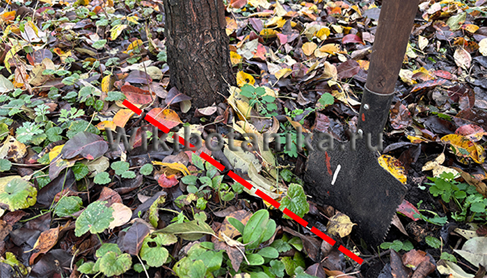 Правильная перекопка приствольных кругов