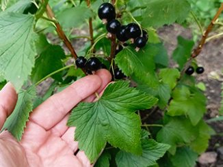 Как проверить кислотность почвы листьями смородины