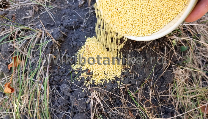 Пшено от муравьев