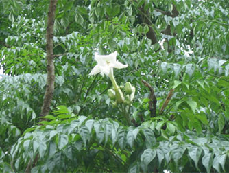 Радермахера