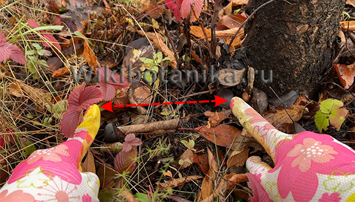 Расстояние от ствола до начала перекопки приствольного круга