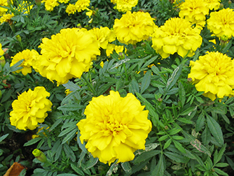 Растения против насекомых