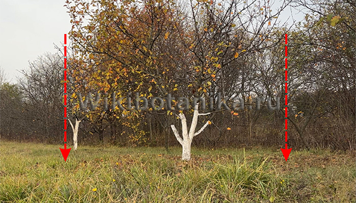 Размер приствольного круга