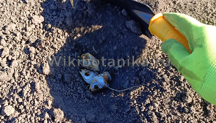 Рыбные головы под томаты