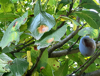 Ржавчина сливы