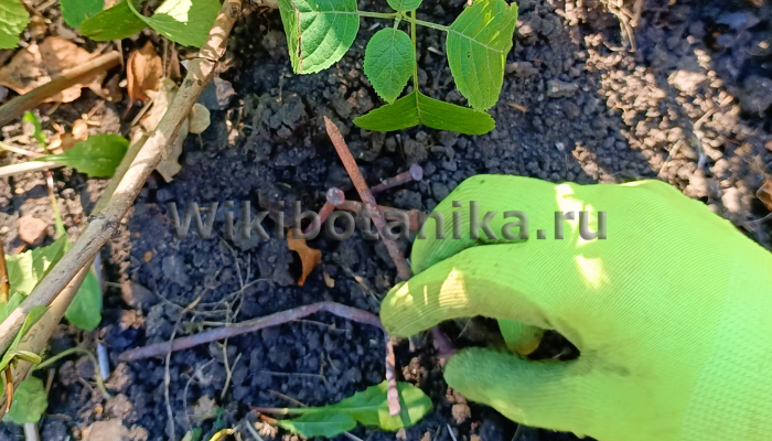 Ржавые гвозди под растения