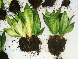 Сансевиерия – размножение делением корня