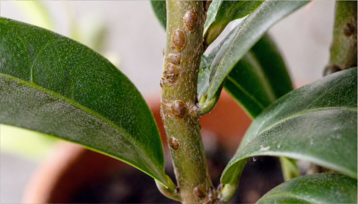 Щитовка на комнатном растении