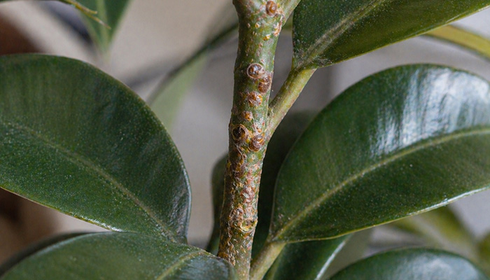 Как выглядит щитовка