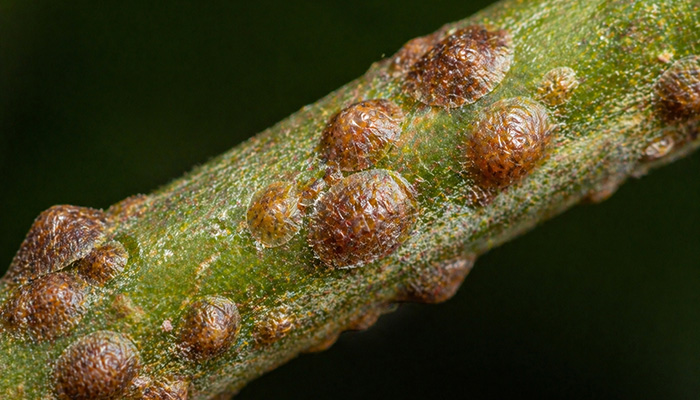 Щитовка на побеге растения