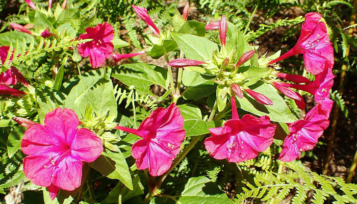 Табак душистый