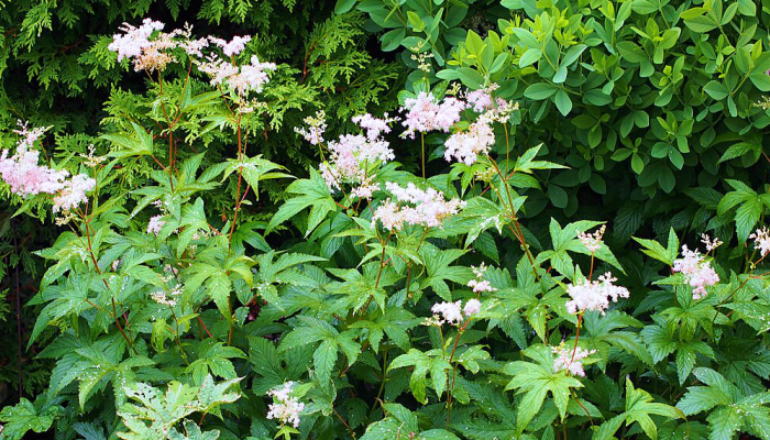 Таволга-лабазник