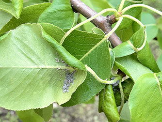 Тля-листовертка на груше