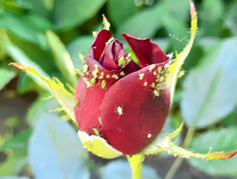 Тля на розах