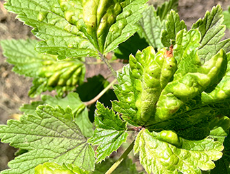 Галловая тля на смородине