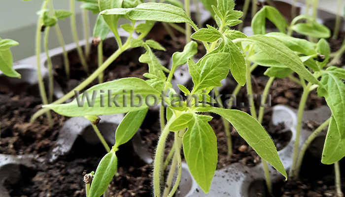 Рассада томатов без пикировки