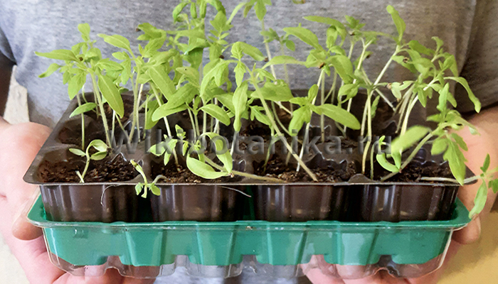 Томаты на рассаду без пикировки